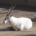 321-2024 San Diego Zoo - Arabian Oryx